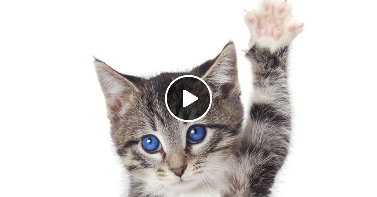 Картинки Котики Говорят
