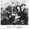 The Triffids - by Babis Argyriou