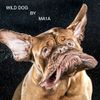 WILD DOG BY MA1A