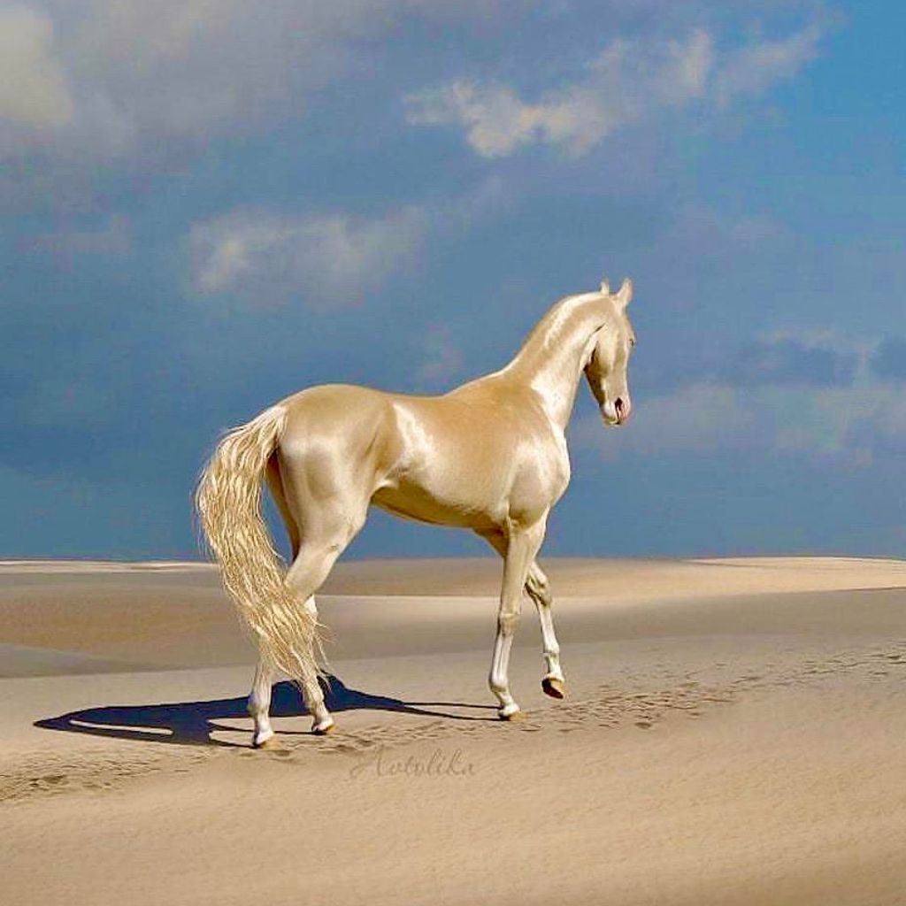 Imagem de capa para Good Morning Horses