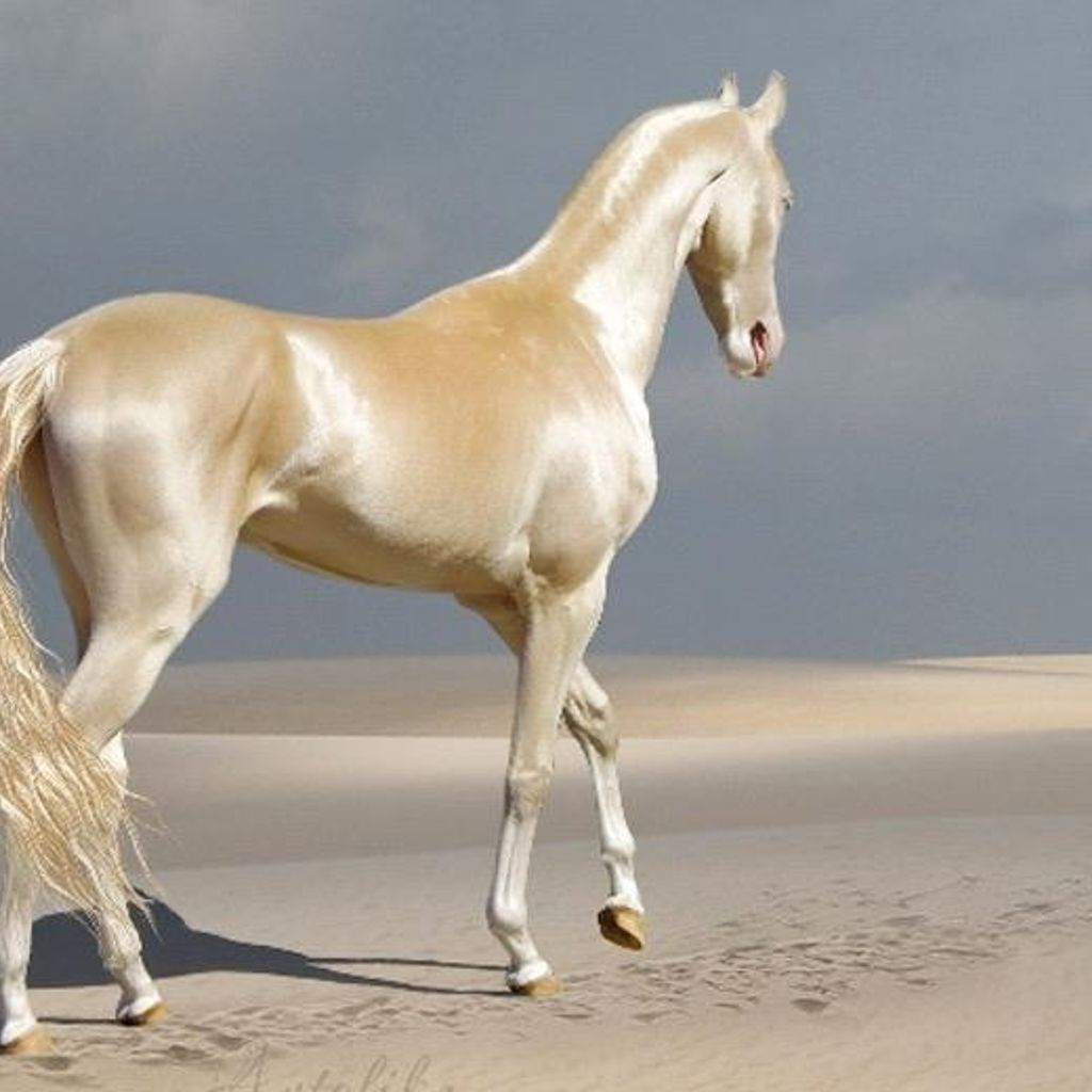 Imagem de capa para Good Morning Horses