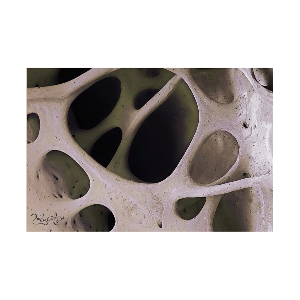 Imagem de capa para Diaclases