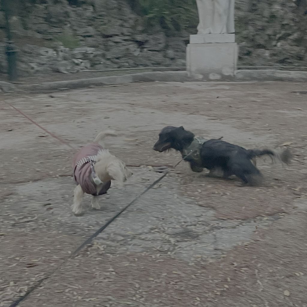 Imagem de capa para Blue Lace