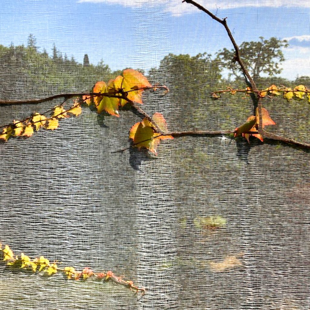 Imagem de capa para Manhã