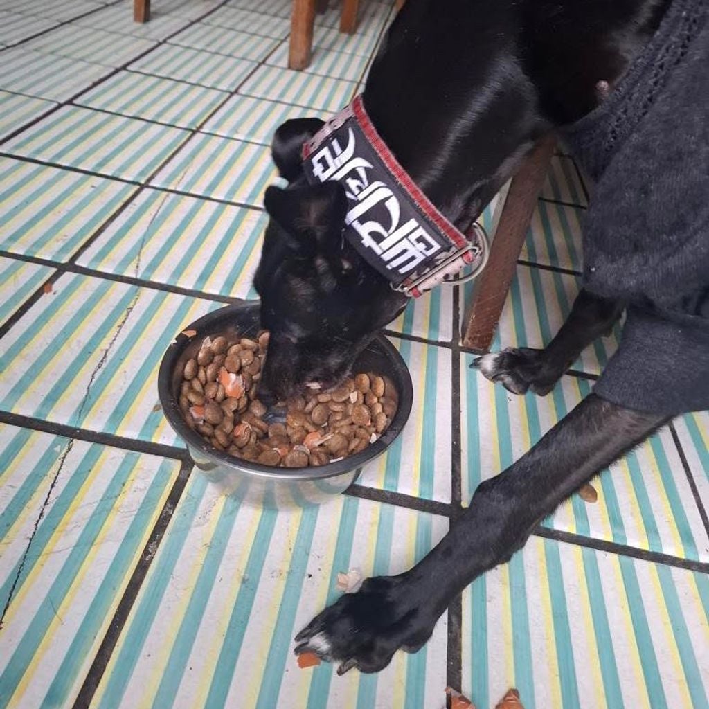 Imagem de capa para Música mais agressiva que a policia portuguesa