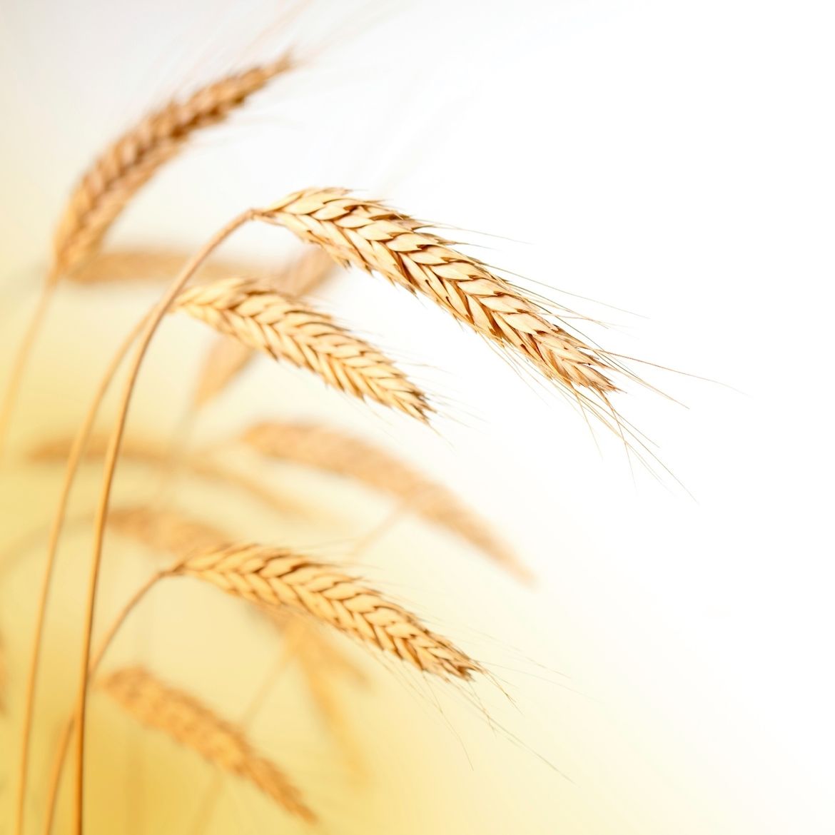 Один колос пшеницы. Колосья пшеницы. Пшеничный колосок. Поле с колосьями. Зернышко роняет колос золотой.