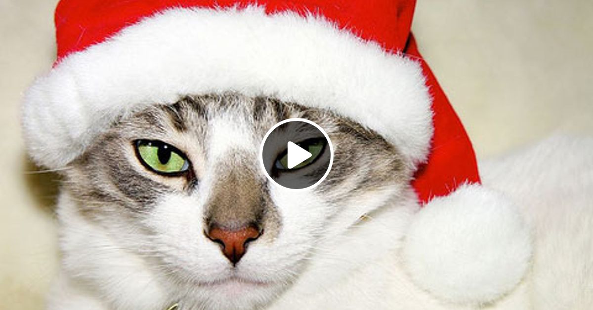 новогодний котик. новый год 2024 кот. новый год 2024 кот. кот в новогодней шапке. новогодние коты.