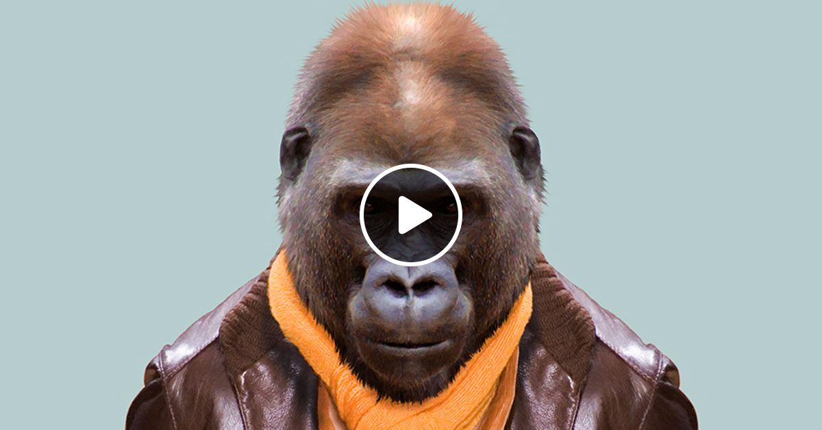 Justice For Harambe By Gabriela Mixcloud Sharing my thoughts with you guys. mixcloud