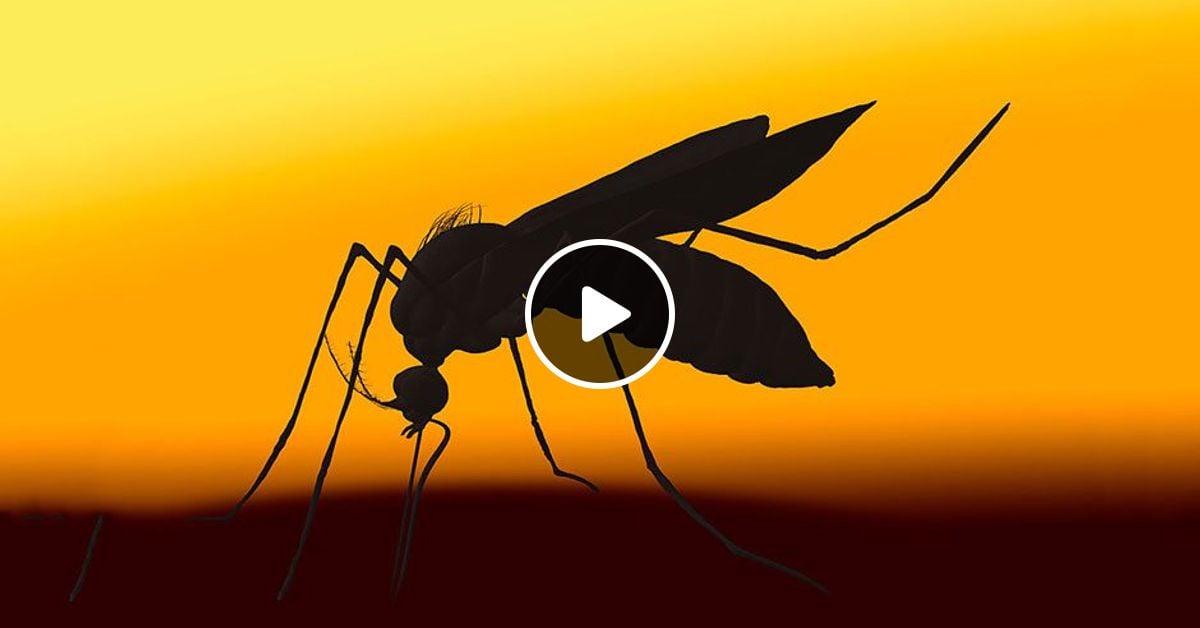 Radioaktivni Komarac by Alexandar Matic Mixcloud
