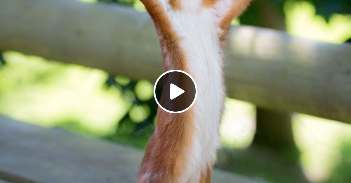 the wake up call with grauchi #72 sunday