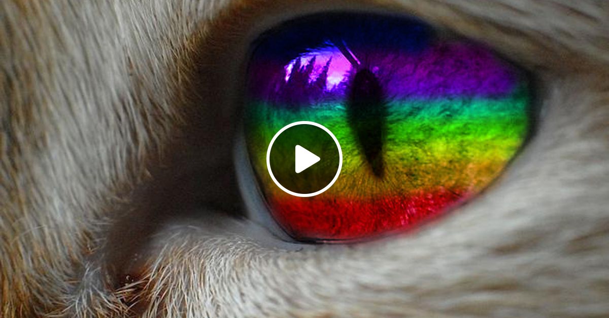 радужные котята. рыжий кот радужные друзья. разноцветные котята. радужные котята. рыжий кот радужные друзья.