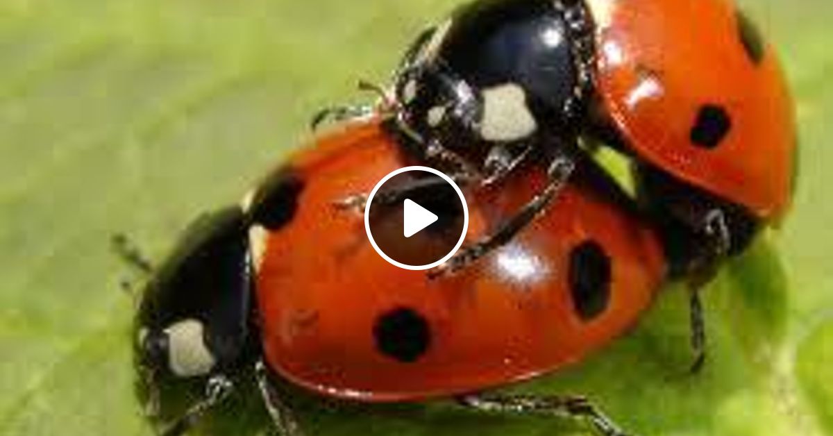 божья коровка на листе. сон божья коровка. Ladybird божья коровка. божьи коровки. к чему снится божья коровка женщине.