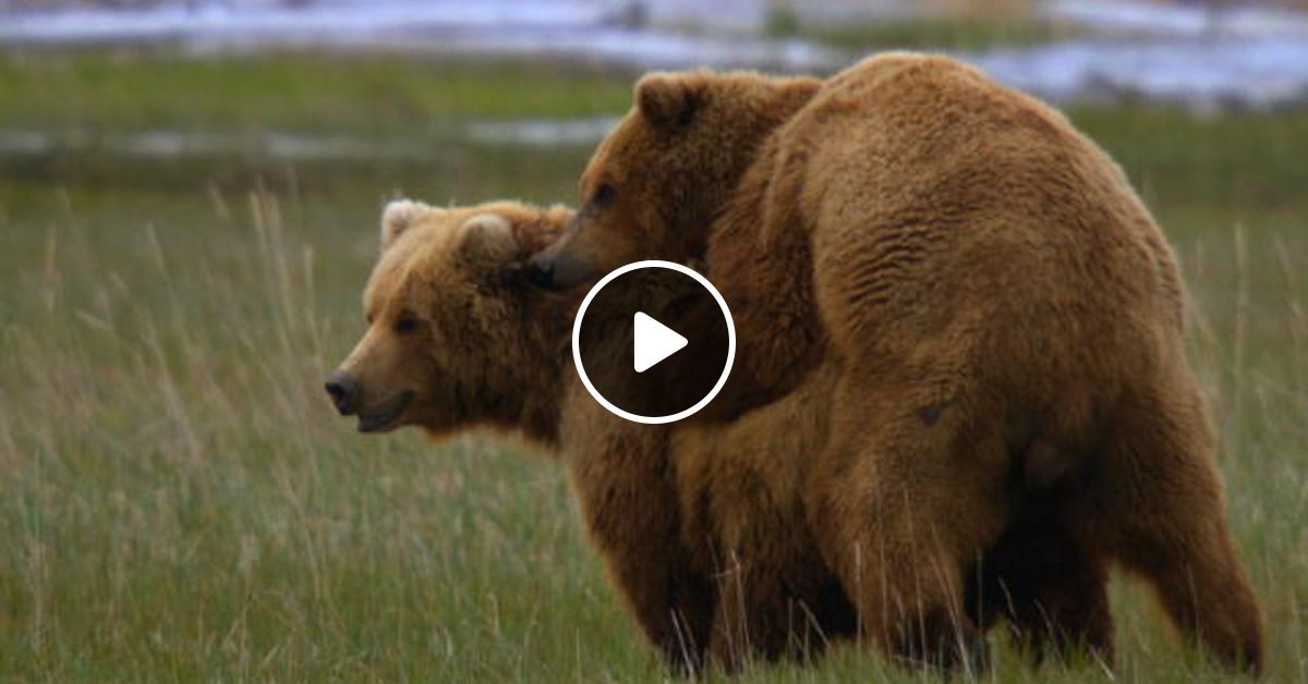 белый медведь схватка. медведь гризли спаривание. самка медведя. медведь гризли спаривание. медведь гризли спаривание.