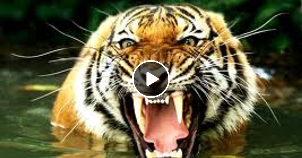 A Tiger In The Zoo Theme