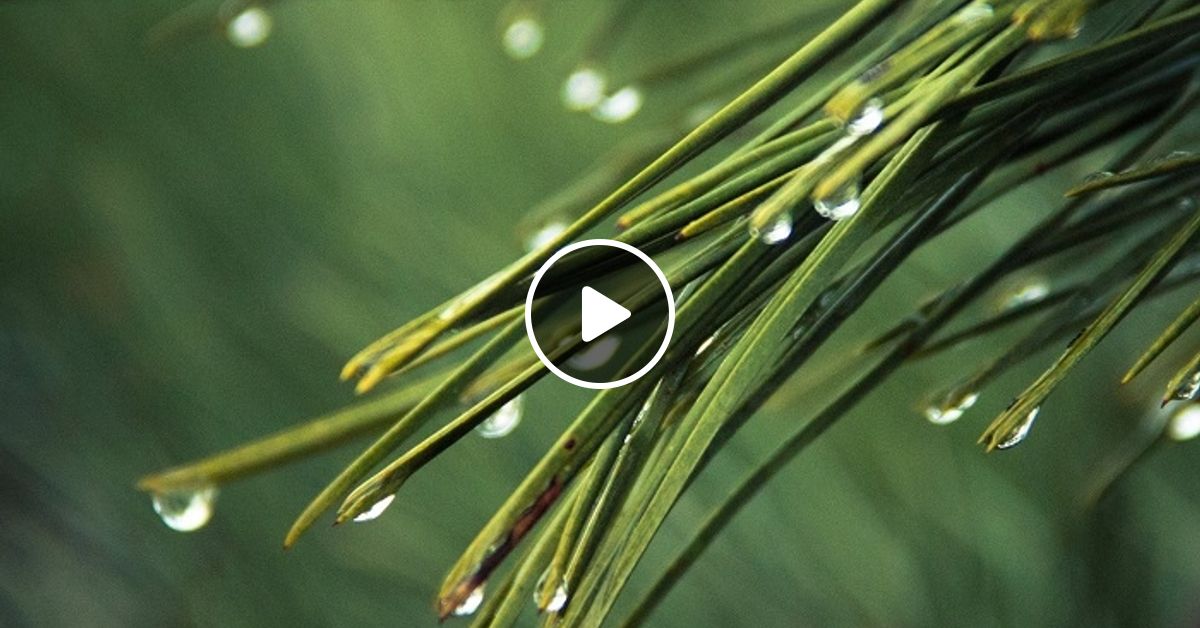 Another Side of Midnight Smell Of Pine by Chef Bruce's Jazz Kitchen