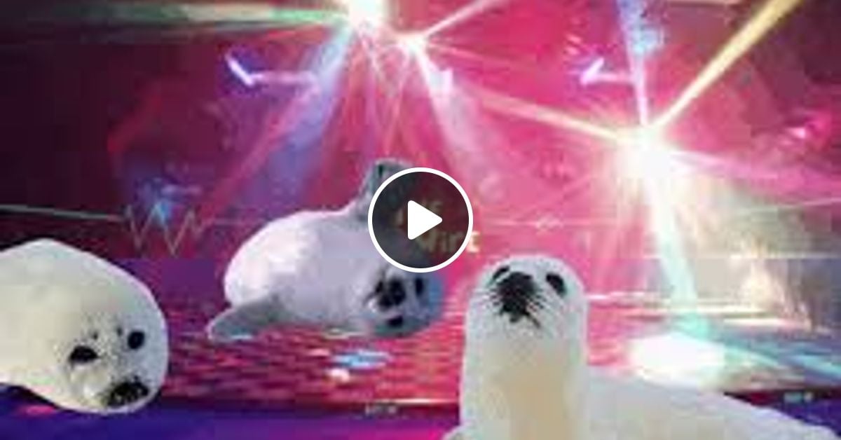 Stop clubbing [punctuation?] baby seals by DJTrollkarl Mixcloud