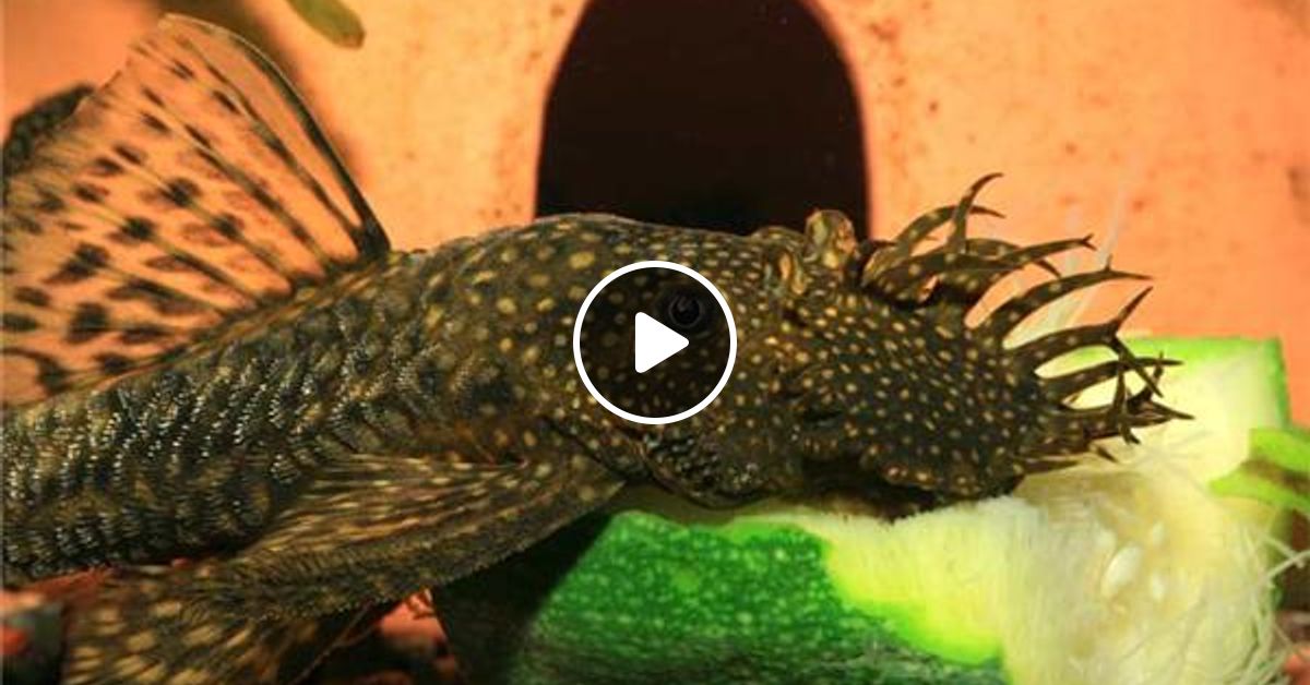 сколько сомиков анциструсов. анциструс вуалевый. анциструс сомик анциструс. аквариумные рыбки сомики анциструс. анциструс (сомик).