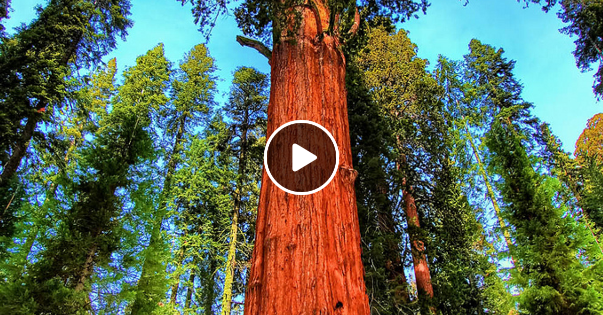 шелковица белая медовая. лесландия база баня. лесландия. лесландия. лесландия.