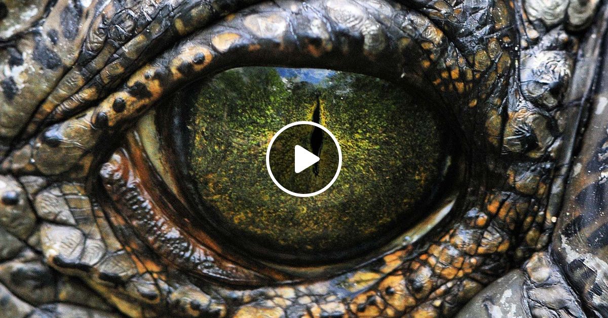 Krokodile By Robertudo Mixcloud