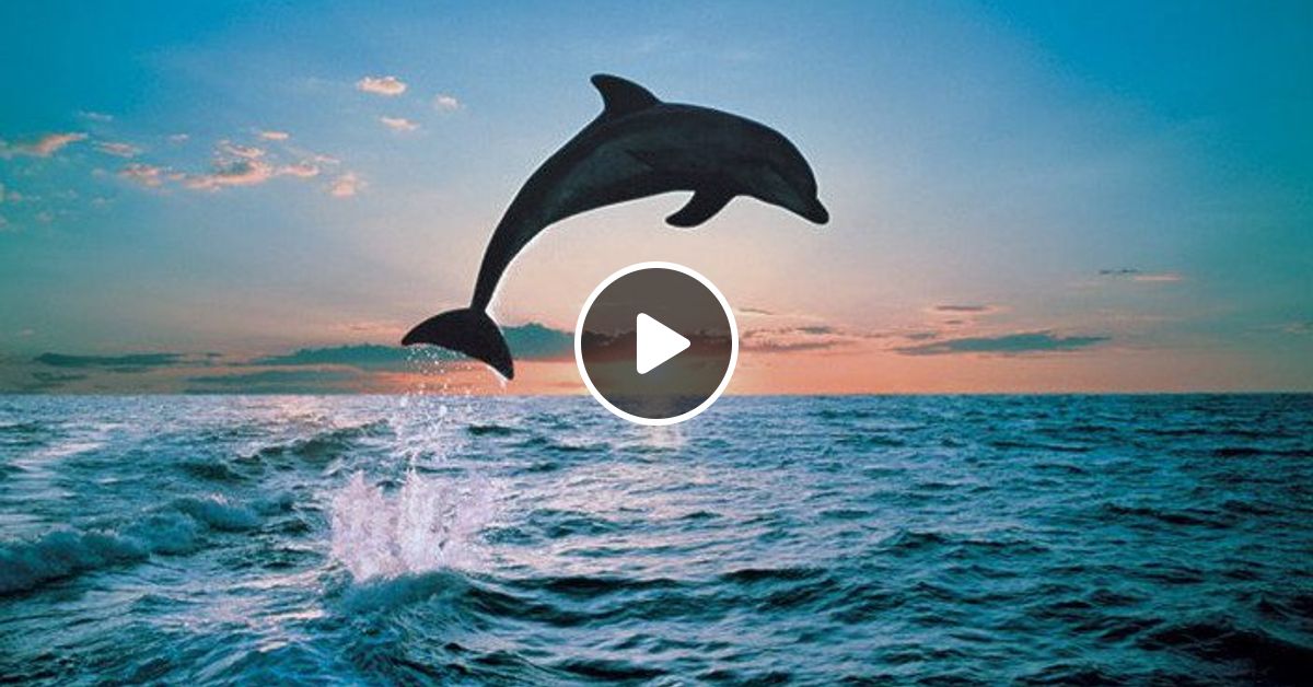 Песня танец дельфинов. Дельфины в море.