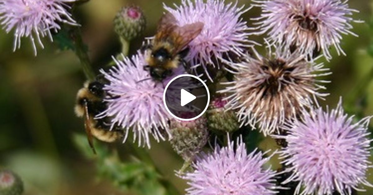 Edmonton moves forward with urban beekeeping by Mack Male Mixcloud