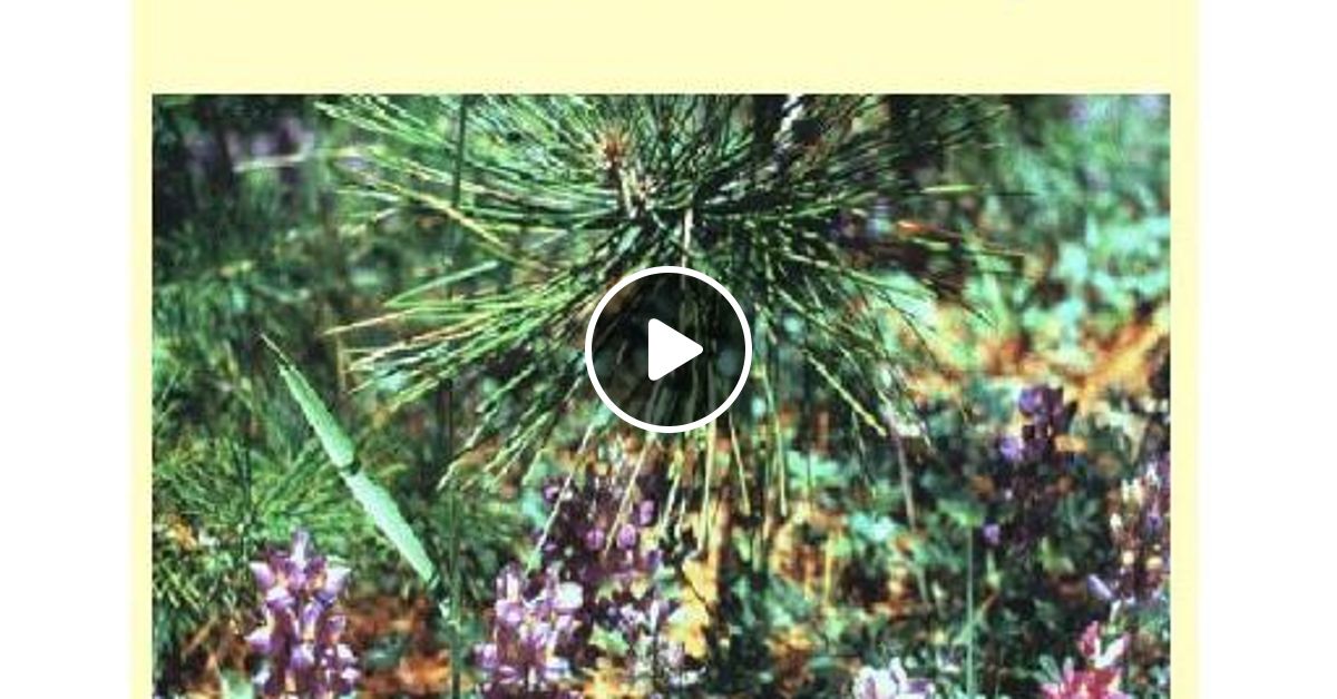 Flowers Never Bend With The Rainfall by The Collagier Mixcloud