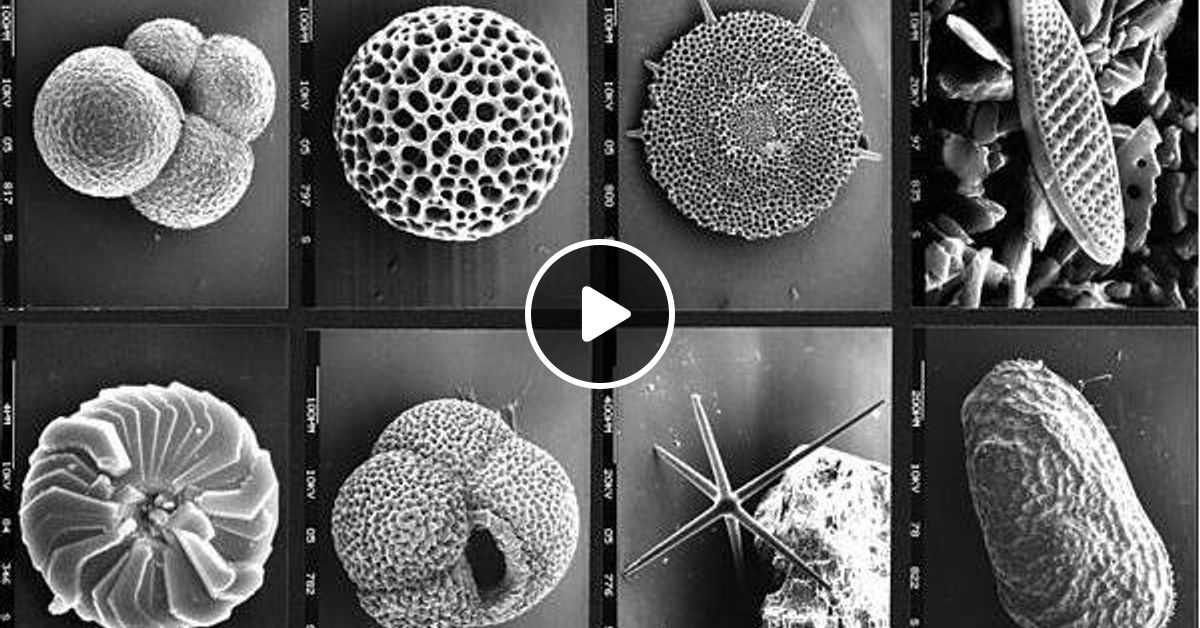 Fine Art of Paleontology Microfossils by Natures Talk Show Mixcloud