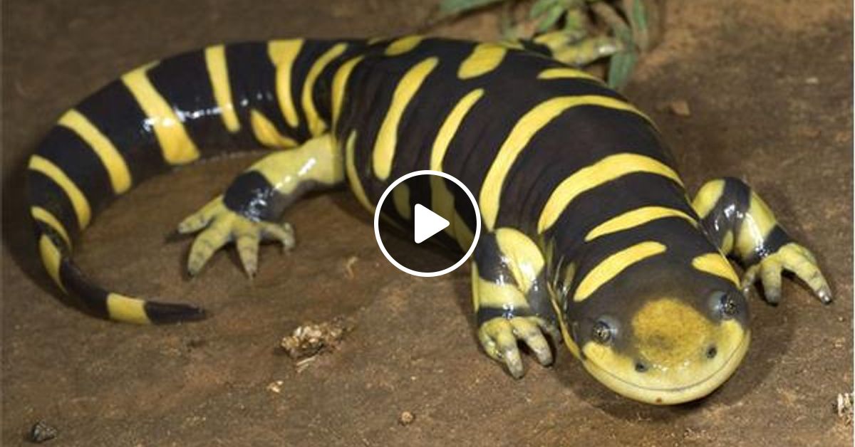 The Herptile Hour Mole Salamanders by Natures Talk Show Mixcloud