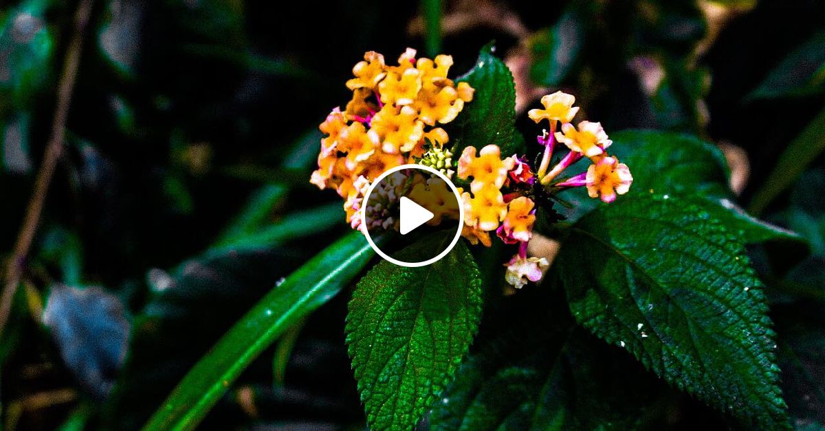 Deep House Về Nha ăn Tết Ft May đang Giấu Cai Gi đo By I M Gia Bao đa Lạt Mixcloud