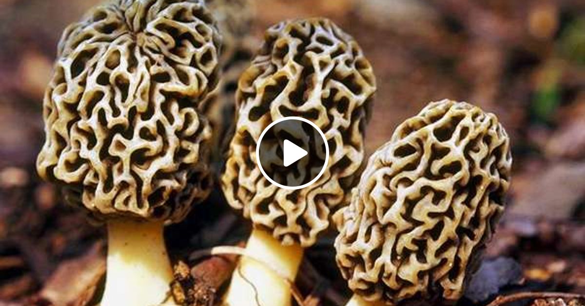 сморчковой волнистый. сморчок съедобный (morchella esculenta). сморчки грибы сморчки. сморчковой волнистый. сморчковой волнистый.