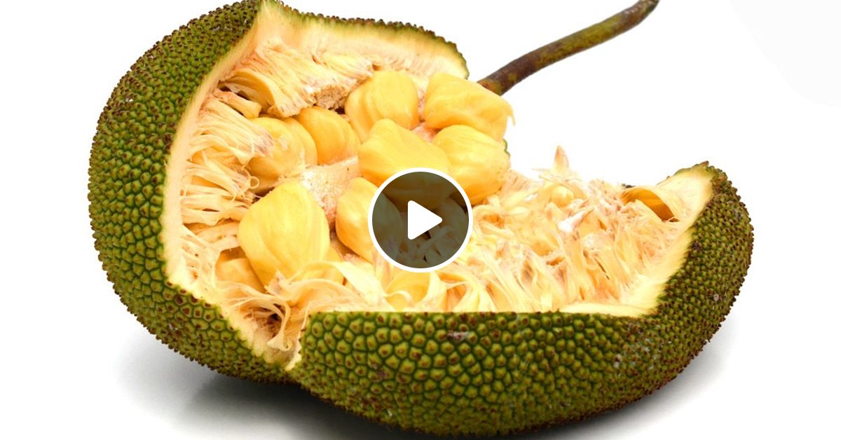 джекфрут. Jackfruit seedling. спелый джекфрут. Jackfruit. джекфрут плоды хлебного дерева.