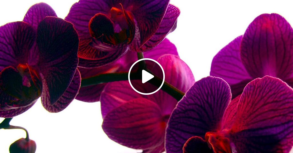 Видео меняющихся цветов. Орхидеи. Орхидея темно фиолетовая. Темная Орхидея цвет. Фиолетовый цвет темная Орхидея.