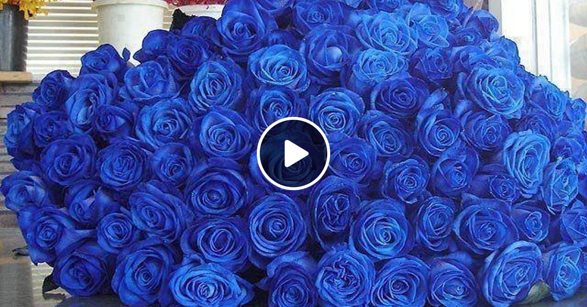 Крашеные синие розы