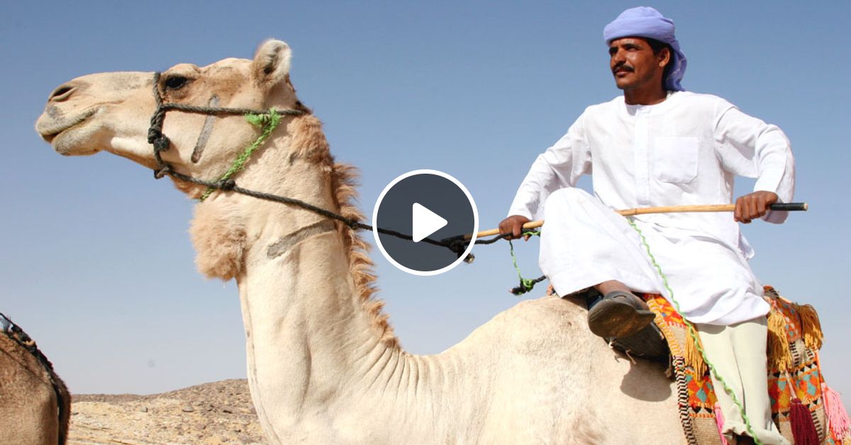 Первый араб. Шейх бедуинов. Арабский Шейх Бедуин. Бедуин с верблюдом в пустыне. Араб на верблюде.