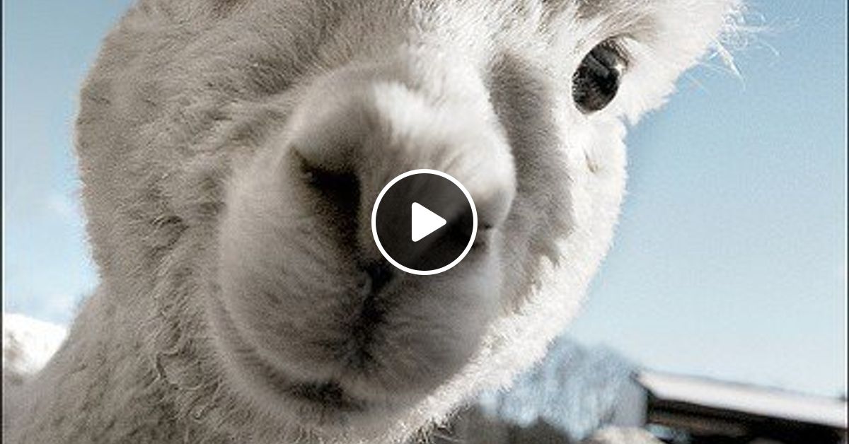 Пенал игрушка. Лама игрушка белая. Игрушки keel toys. Рисуем по номерам лама. Из ленты лама игрушка.