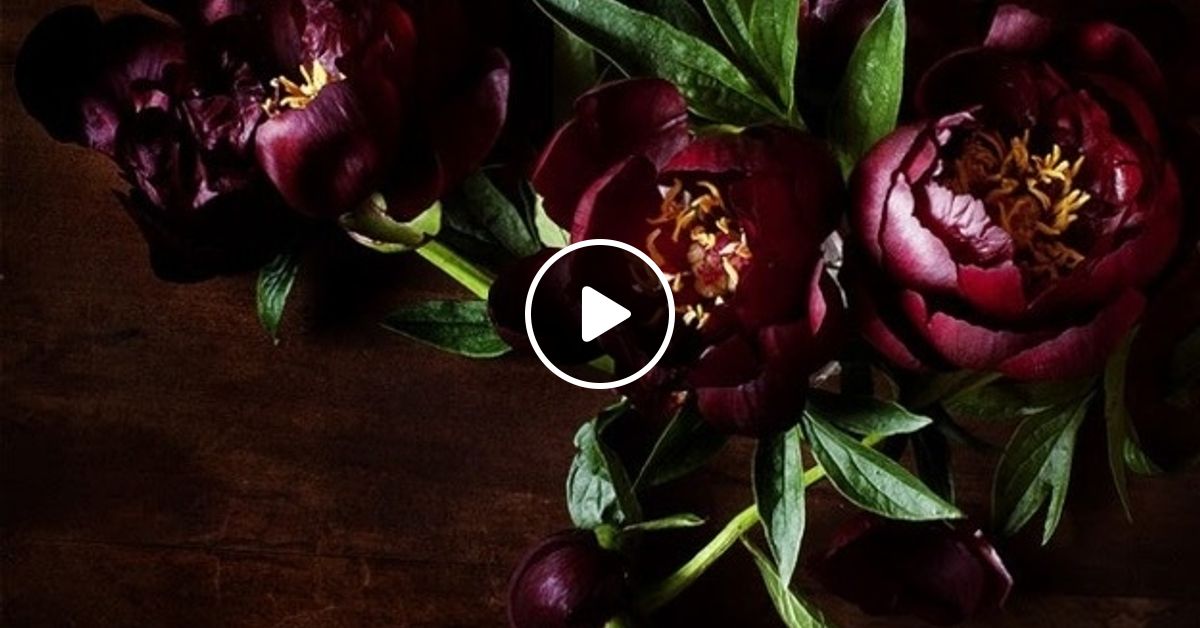 пионы марсала. георгин бургундия букет. ранункулюс марсала. цветы марсала. ахелия бордо цветы.