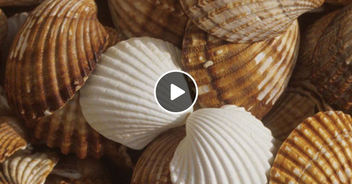 Reposters of A pocket full of shells by Mr Mikosch Mixcloud