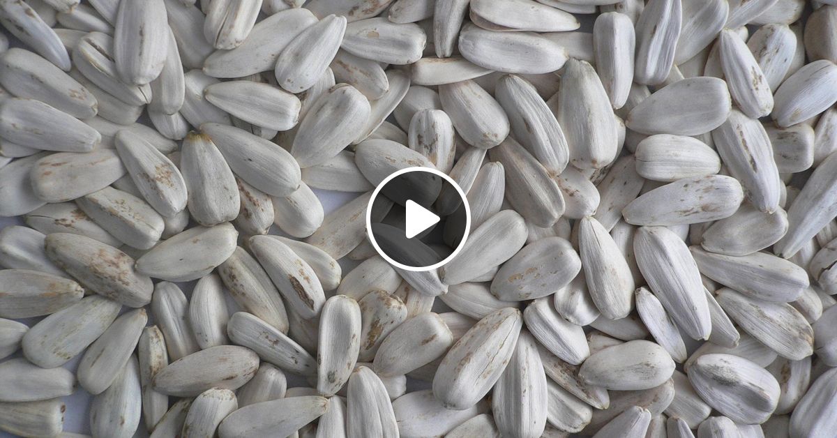 серые семечки. серые семечки. серые семечки. семена подсолнечника полосатые на белом фоне. серые семечки.