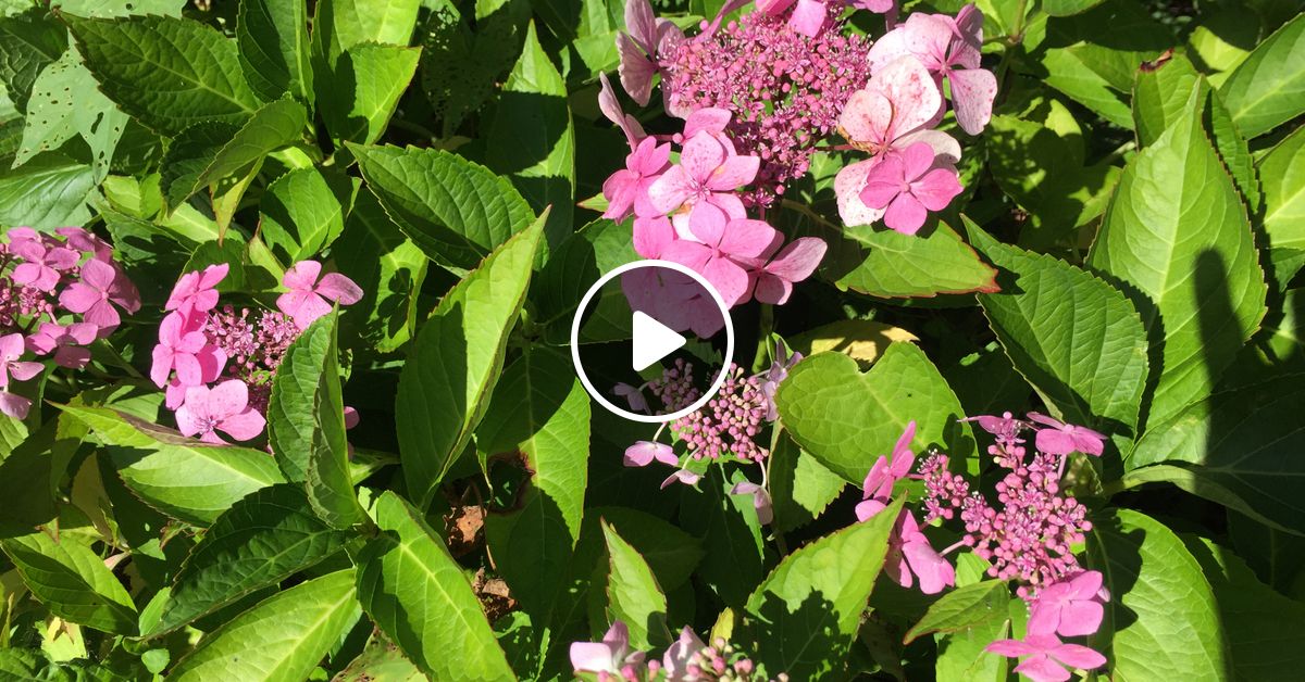 August Mix 2022 by David Mixcloud