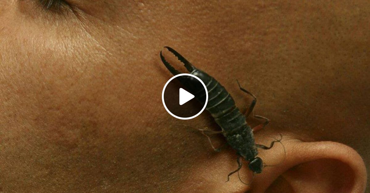 Уховертка двухвостка. Уховёртка обыкновенная. Двухвостка многоножка мокрица. Жук уховёртка двухвостка. Кокон двухвостки.