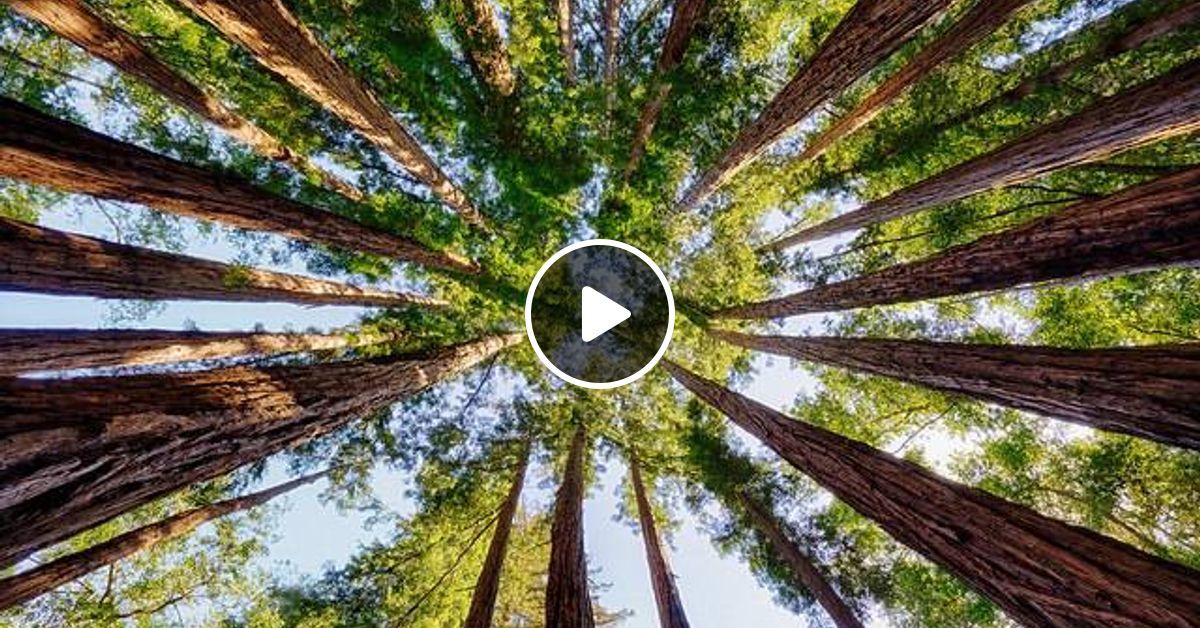 энергия деревьев. деревья забирающие негативную энергию.