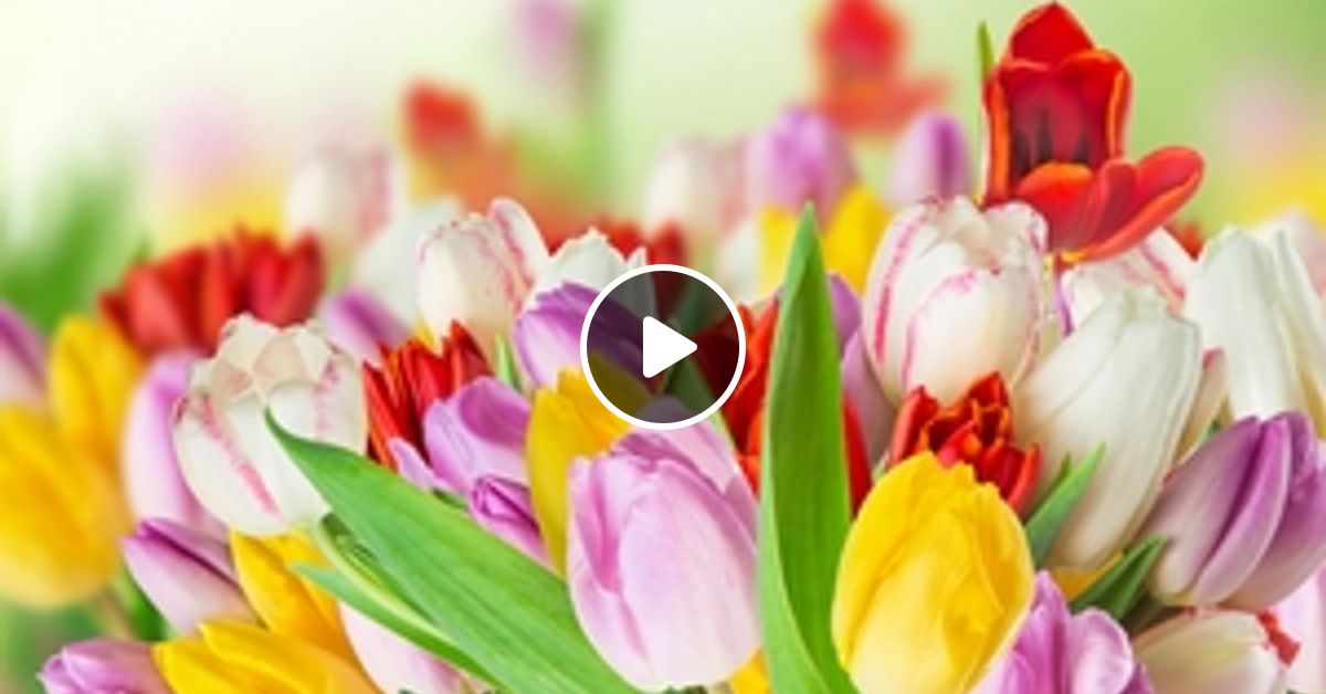 E Primavara Iarasi Primavara By Durdulica Mixcloud