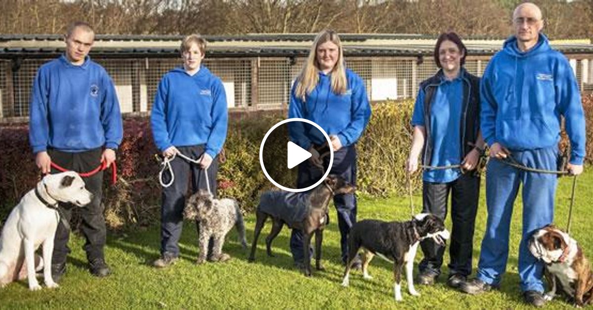 Deerness discount dog rehoming