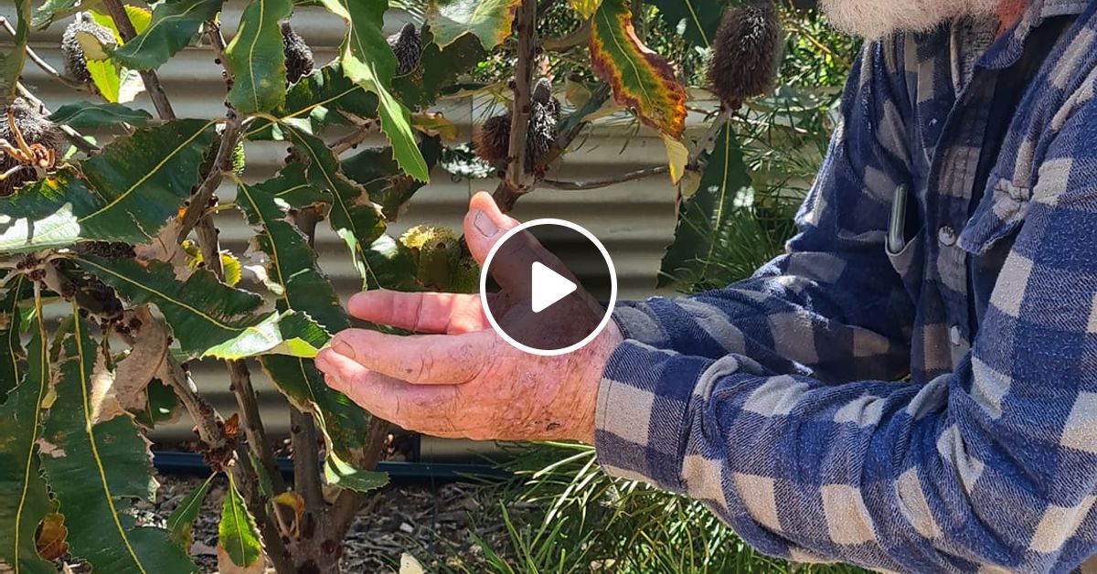 Peter Ironstone Park Nursery and Rare Native Plants 2023_04_08 by