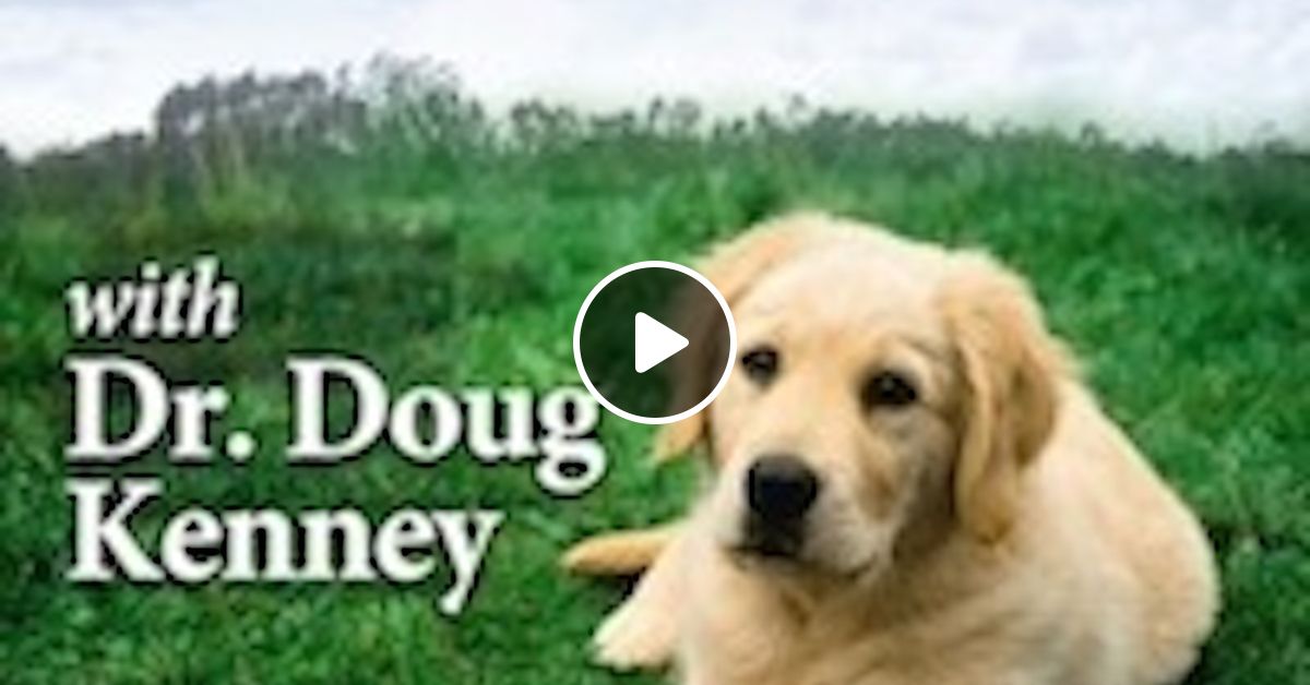 4 Paws Pet Insurance Interview With Sandra Boucher Founder And