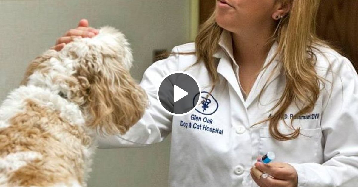 Glen oak dog 2025 & cat hospital