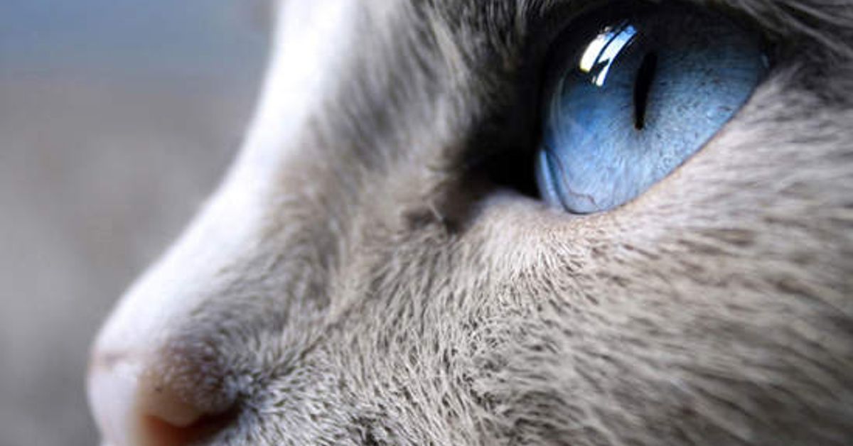 cfff f1ad 41bb a803 59debe8989ab ما هي أعراض عيون القطط المائية؟ تعرف على أعراض وأسباب وعلاج العيون الدامعة 3 ما هي أعراض عيون القطط المائية؟ تعرف على أعراض وأسباب وعلاج العيون الدامعة
