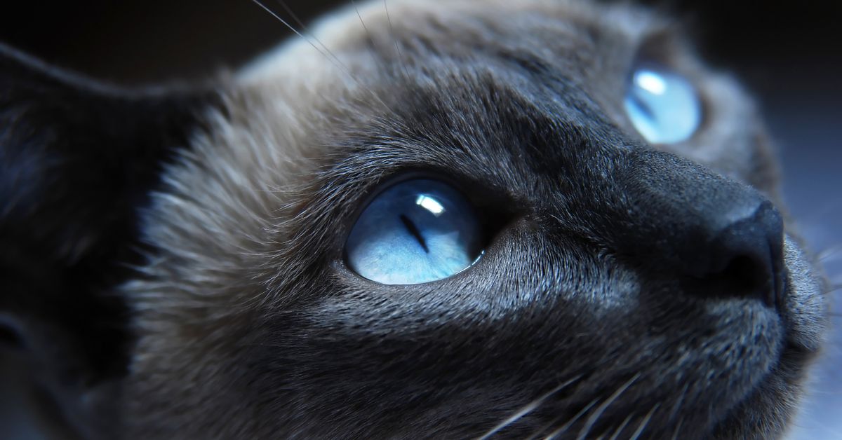 6e97 066e 4553 af8a 0b5b75c25084 لماذا تصبح عيون القطط كبيرة في الليل ؟ 4 أسباب تجعل عيون القطط أكبر في الليل 2 لماذا تصبح عيون القطط كبيرة في الليل ؟ 4 أسباب تجعل عيون القطط أكبر في الليل