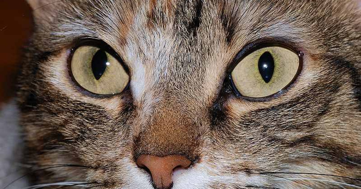 eb54 d457 4793 90bc 0bf7aebb0f65 لماذا تصبح عيون القطط كبيرة في الليل ؟ 4 أسباب تجعل عيون القطط أكبر في الليل 3 لماذا تصبح عيون القطط كبيرة في الليل ؟ 4 أسباب تجعل عيون القطط أكبر في الليل