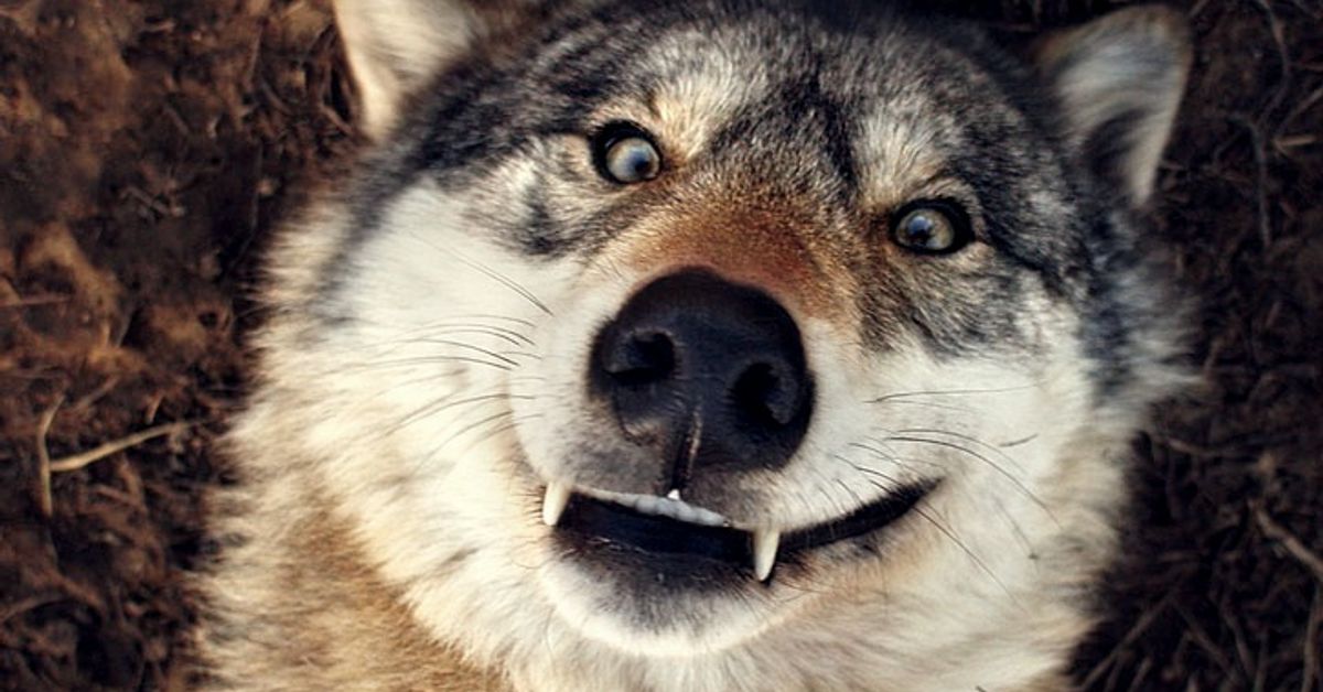 ������������ ����, ���������� �������� ������